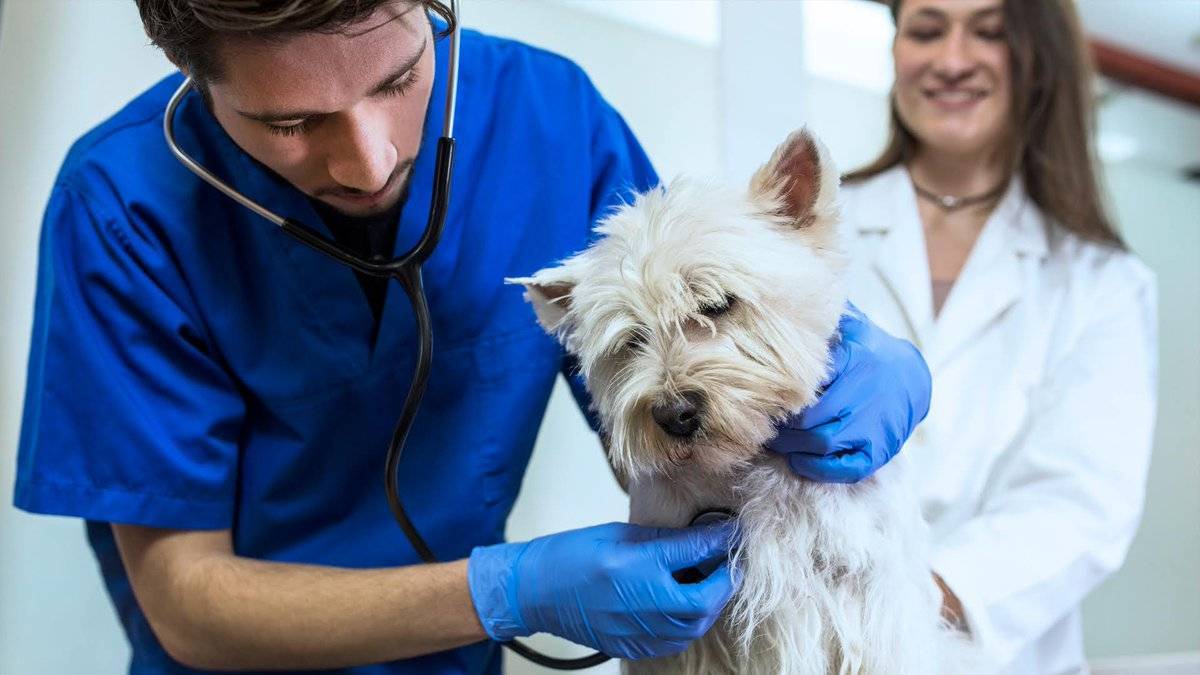 Основные инфекционные заболевания у собак: список самых распространенных инфекций (симптомы, диагностика, лечение) | ваши питомцы