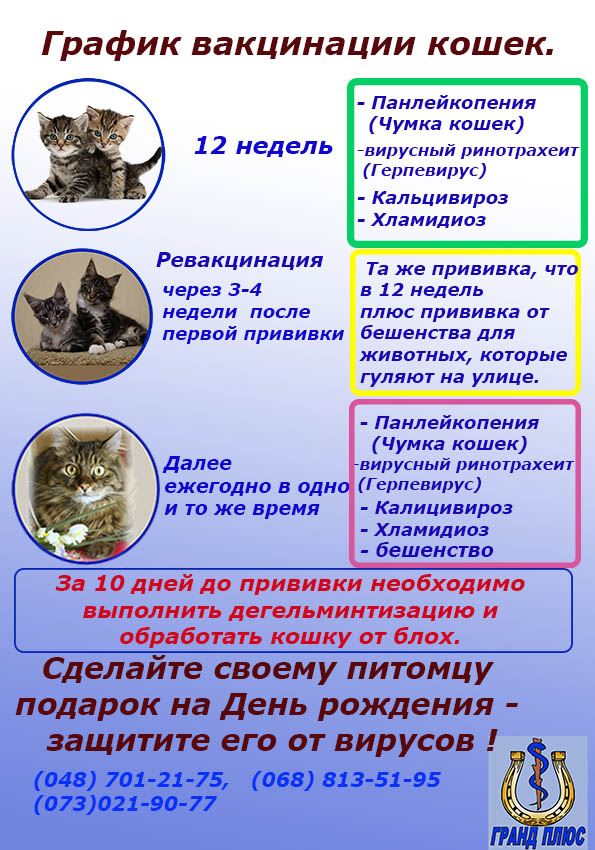 Вакцинация кошек — график прививок