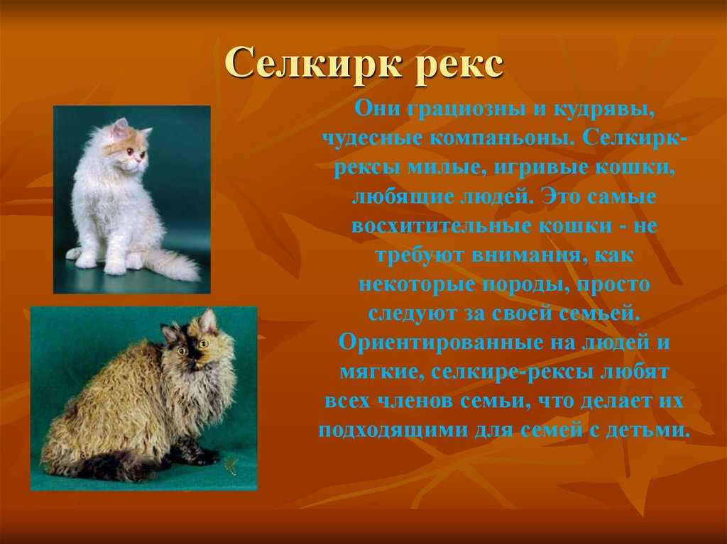 Лаперм: описание породы, фото кошки, особенности, характер, уход и питание