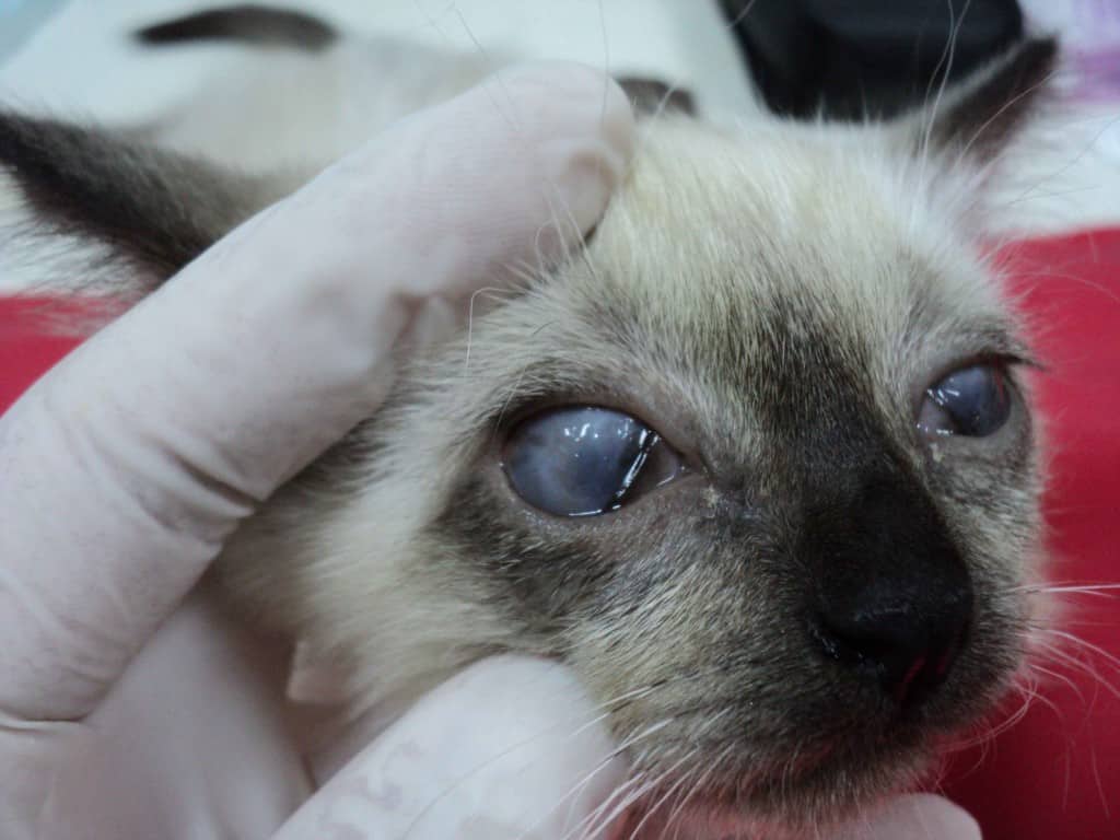 Болезни глаз у кошек: 11 заболеваний с фото и описанием симптомов