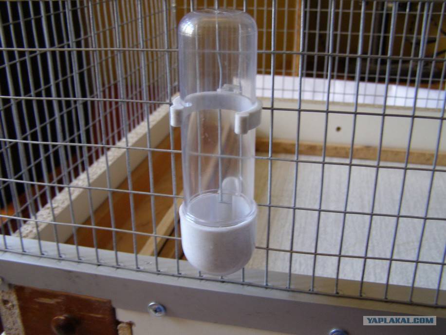 Выбор поилки для попугая: как сделать и установить в клетке