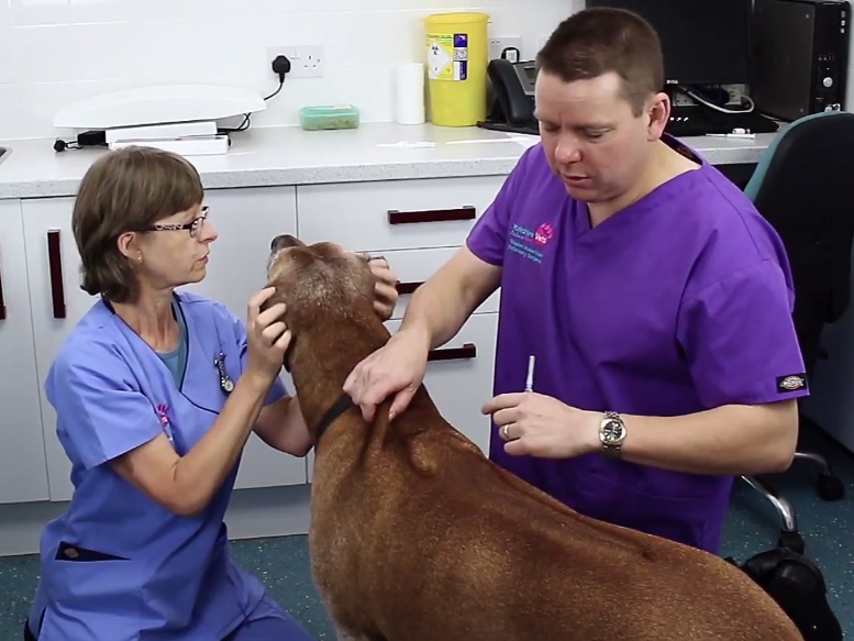 Питомниковый кашель у собак, симптомы и лечение | дети фауны