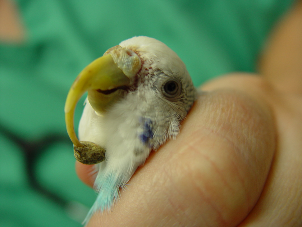 У волнистого попугая слоится клюв: причины, фото, что делать и как избежать этого