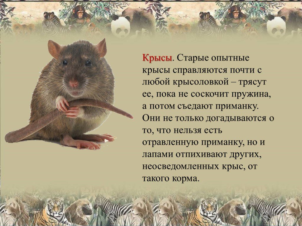 Серая крыса пасюк: фото и описание жизни обычной амбарной вредительницы
