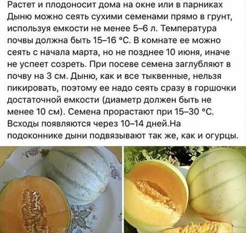 Чем кормить хомяка - что можно и нельзя давать хомяку