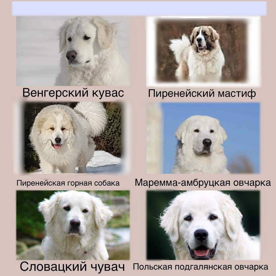 Cловацкий чувач: отважный страж, белый и пушистый