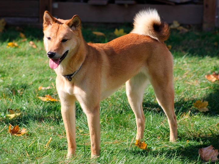 Корейская собака или чиндо — история и особенности породы