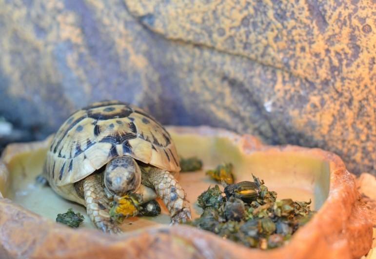 Красноухая черепаха откладывает яйца. Среднеазиатская красноухая черепаха. Красноухая черепаха сухопутная. Яйца среднеазиатской черепахи. Новорожденные Черепашки красноухие.
