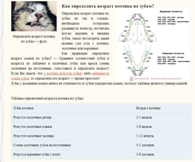 Смена зубов у кошек