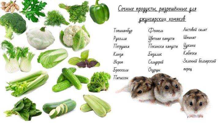 Бурундук домашний