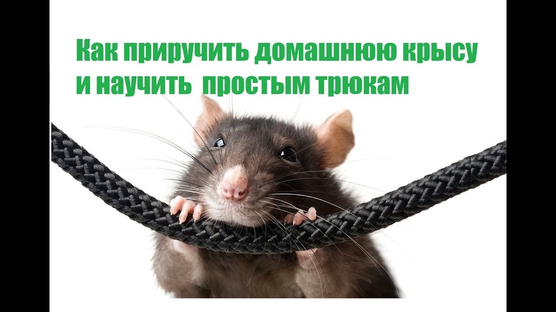 Дрессировка домашних крыс: с чего начать, как приучить к имени и научить трюкам