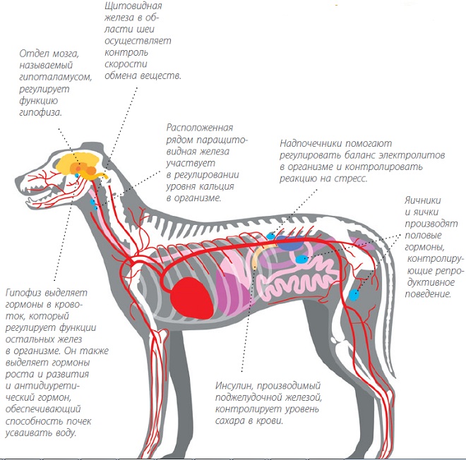 Болезни половой системы у собак (симптомы и лечение)