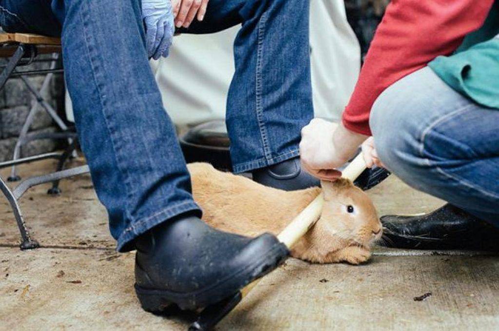 Как разделать кролика — лучшие методы убоя и обработки тушки