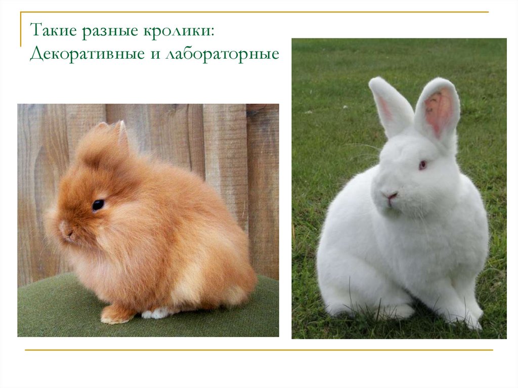 Какие породы кроликов бывают названия и фото