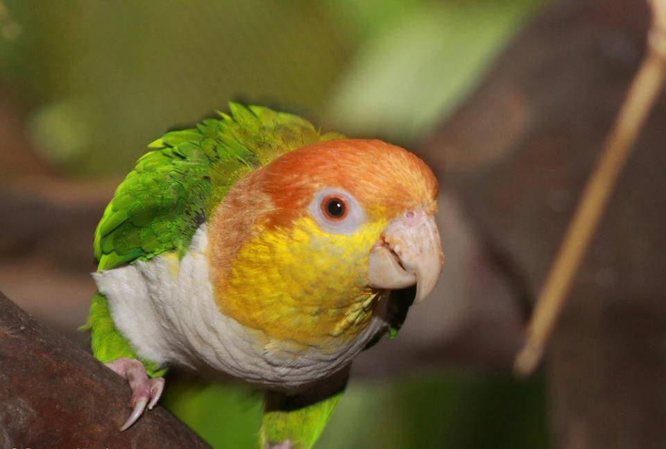 Виды домашних и говорящих попугаев, их характеристика и особенности поведения