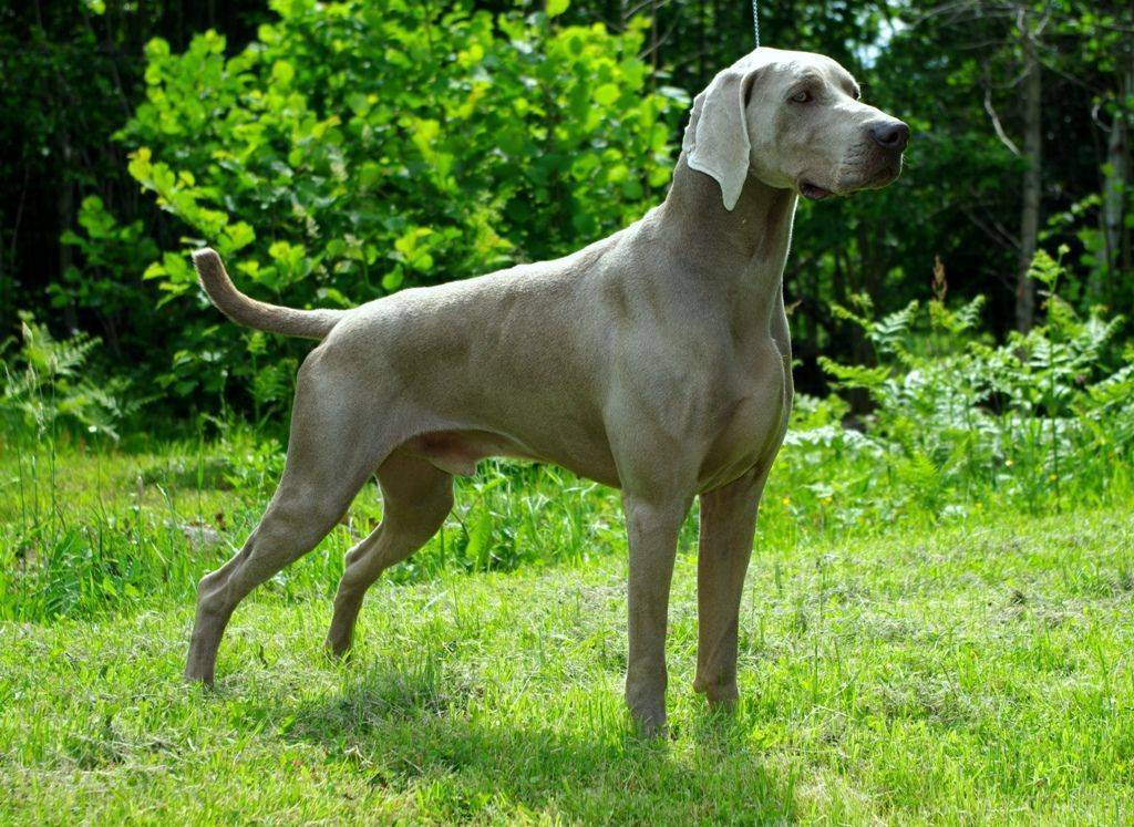 Короткошёрстные породы собак и особенности ухода за их шерстью