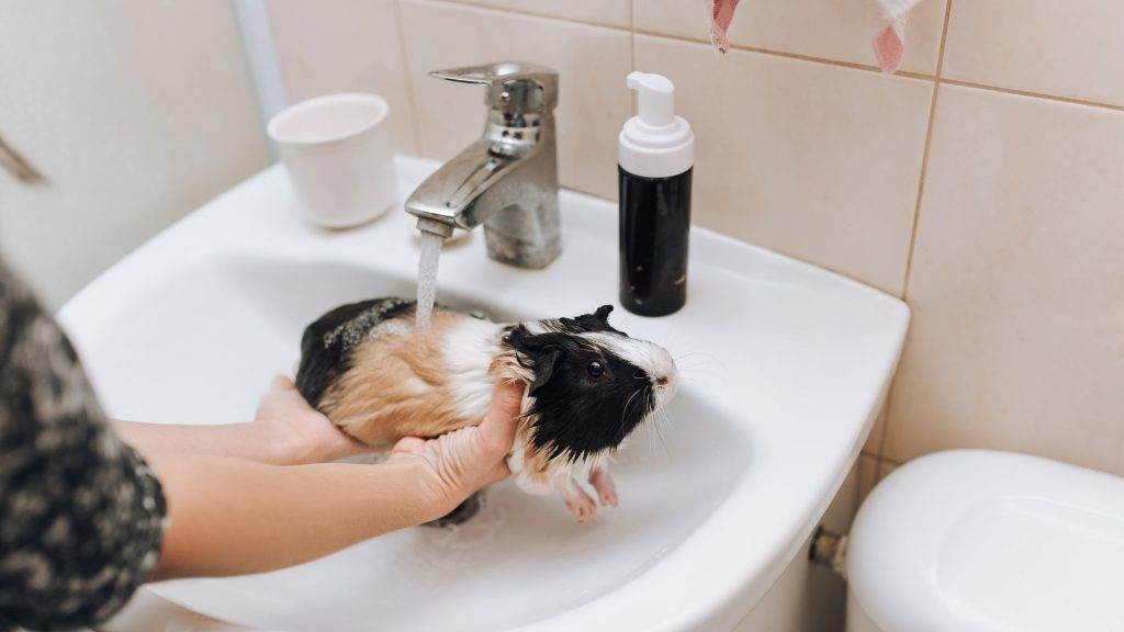 Как мыть крысу в домашних условиях?