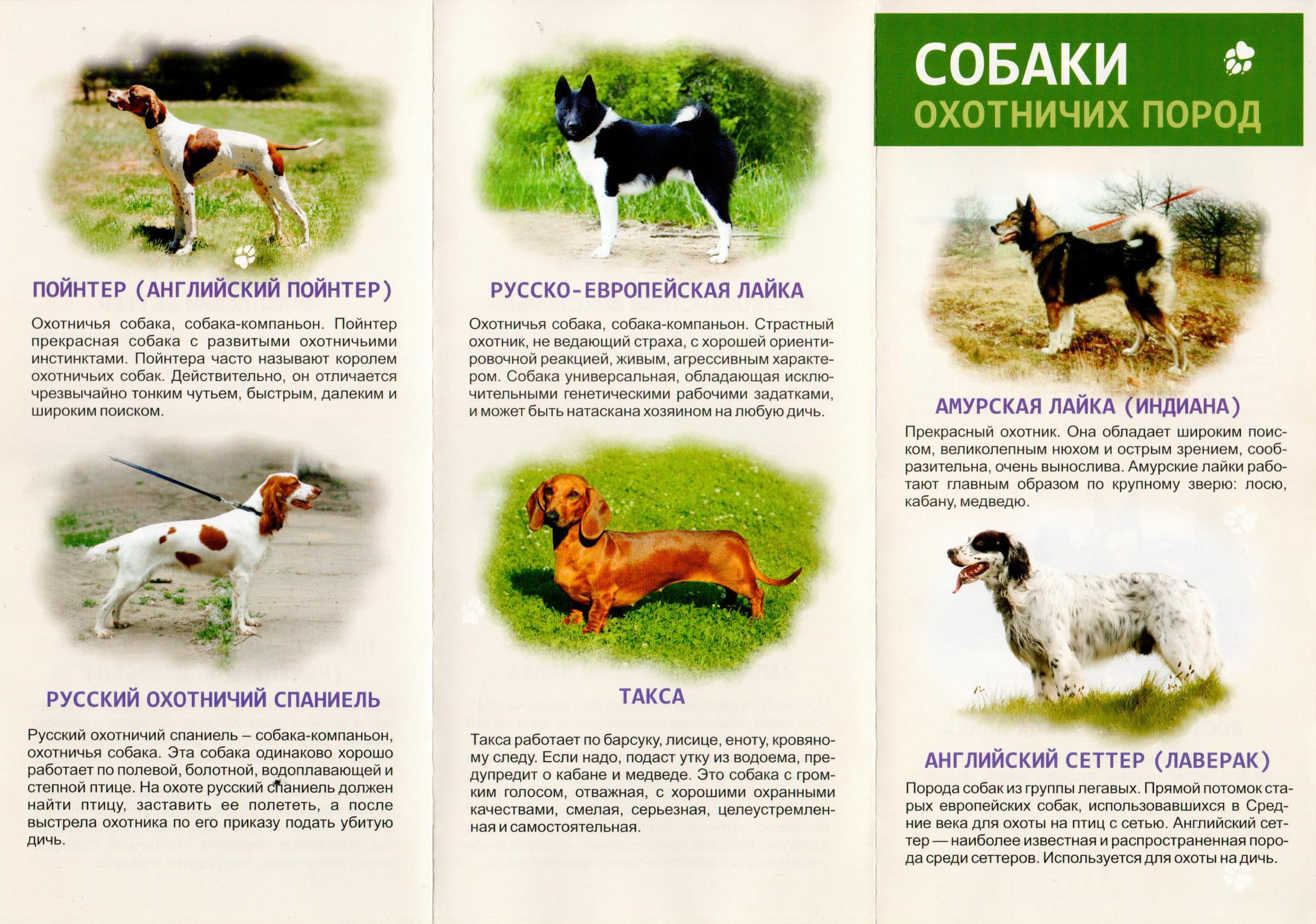 породы охотничьих собак с фотографиями и описанием