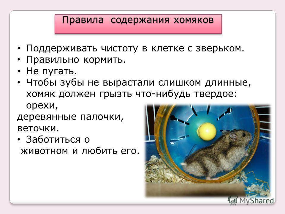 Хомяк - виды и породы хомяков, чем кормить, содержание и уход