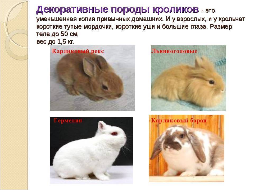 ✅ о карликовом кролике: описание породы и уход, как выбрать японского кролика