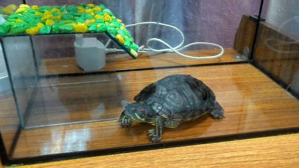 Морская черепаха дома
