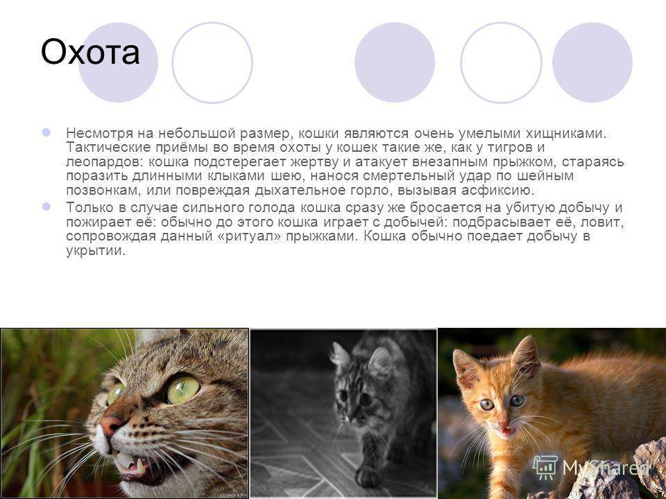 Животное кошка: описание и повадки кошек