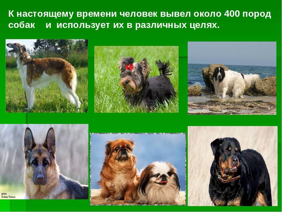 Сколько всего пород собак существует в мире: их перечень и классификация