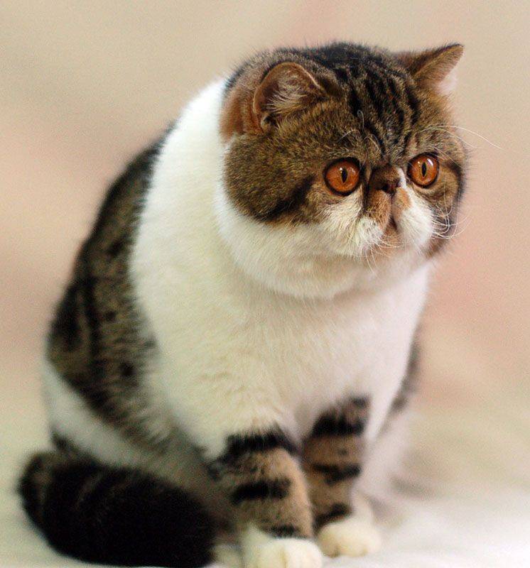 Коты с приплюснутой мордой: названия пород, их описания и фото