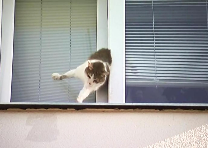Падение кошки с высоты