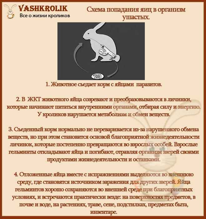 Глисты у кроликов: лечение препаратами, признаки