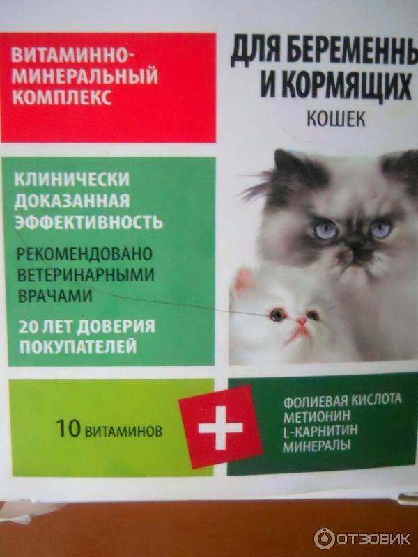 Как проглистогонить кошку: все о дегельминтизации кошек и котят, лечебные и профилактические меры