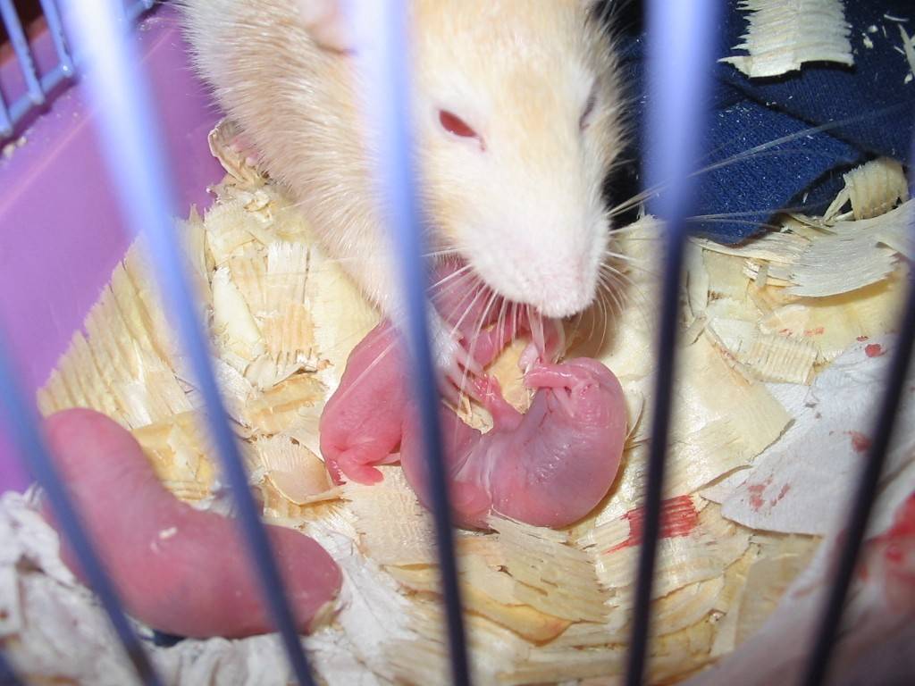 Как размножаются крысы в диких и домашних условиях