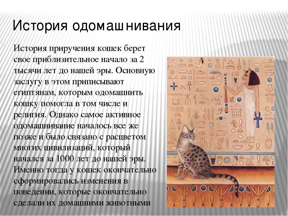 История одомашнивания кошки — обсуждение в группе "кошки" | птичка.ру