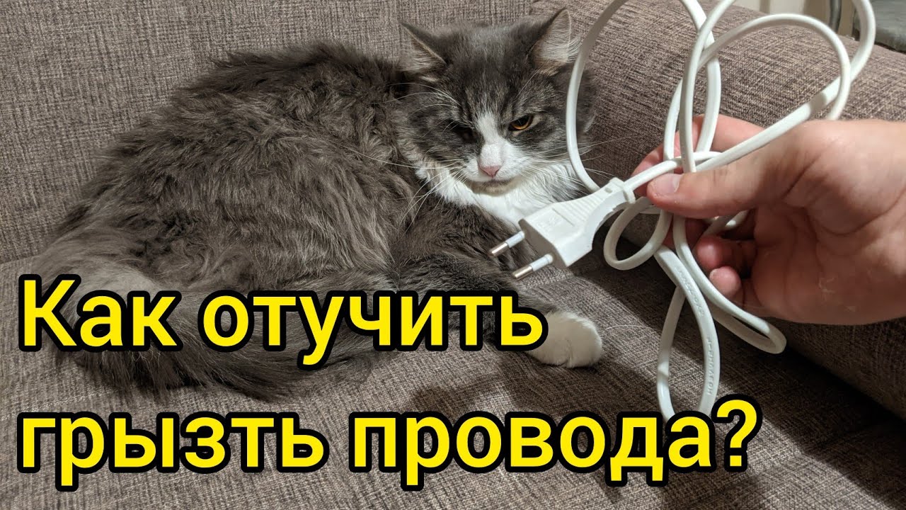 Как отучить кошку грызть провода - кошки