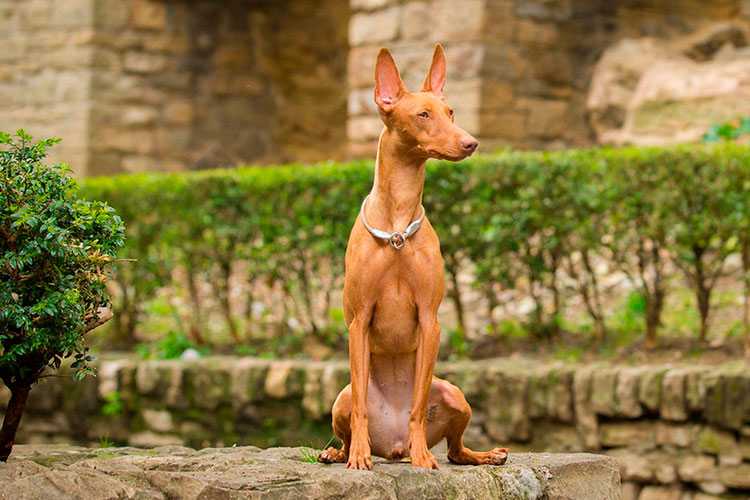 Описание породы собак чирнеко дель этна: характер, уход, предназначение