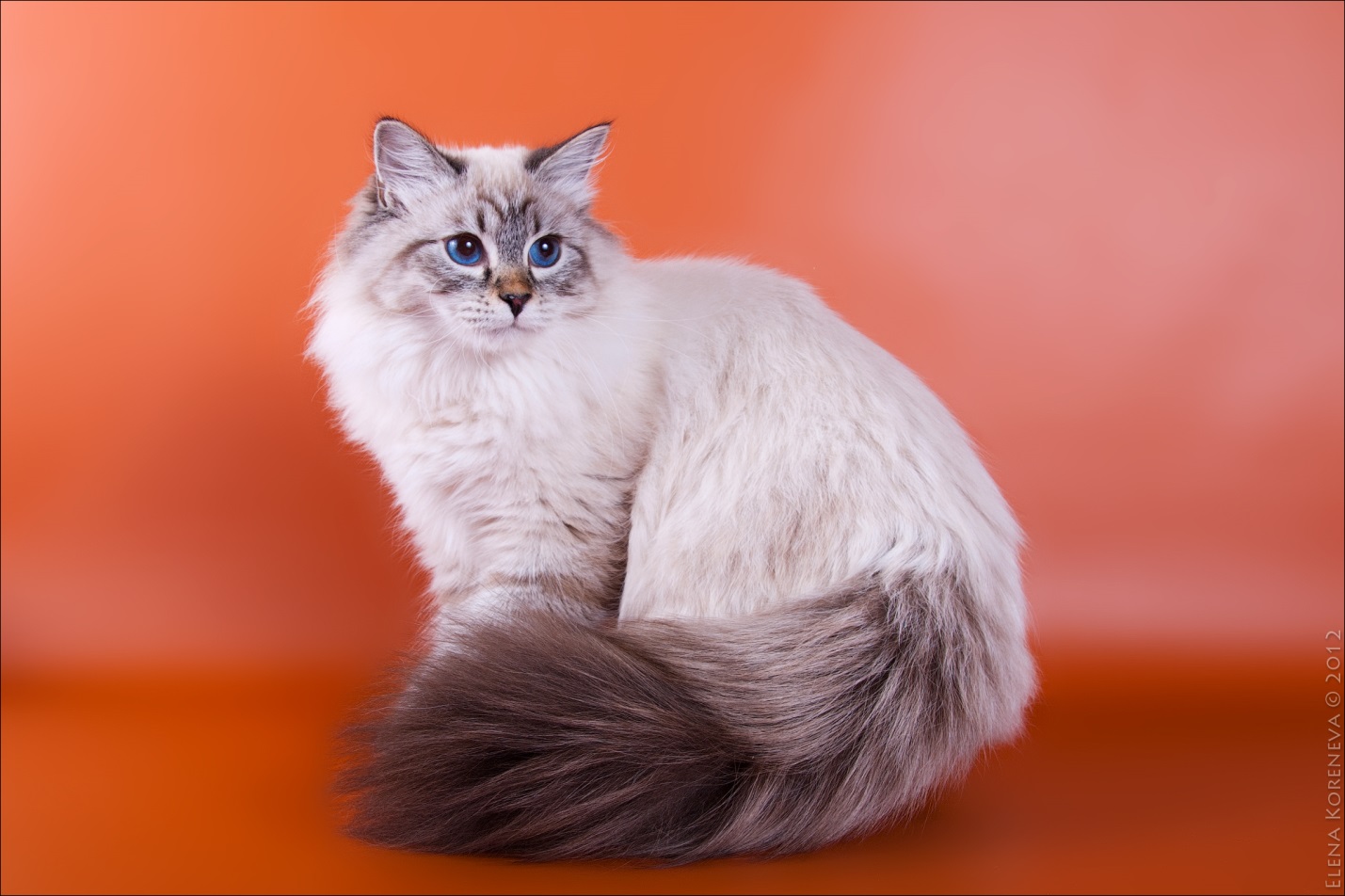Невская маскарадная кошка: обзор породы