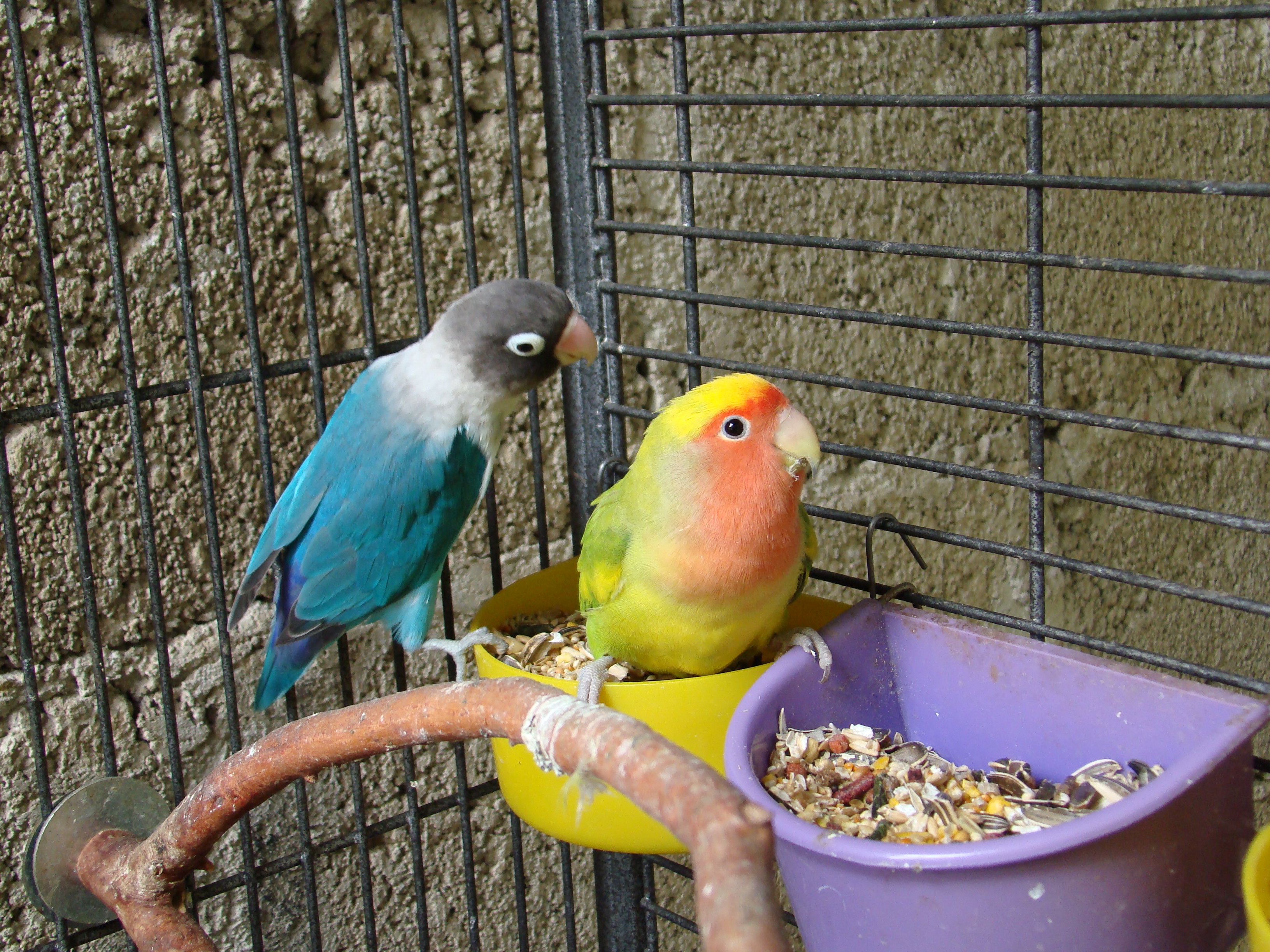 В зоопарке живут 5 видов попугаев. Клетка для попугая неразлучника. Амадины неразлучники. Попугай неразлучник приют. Попугай корелла.
