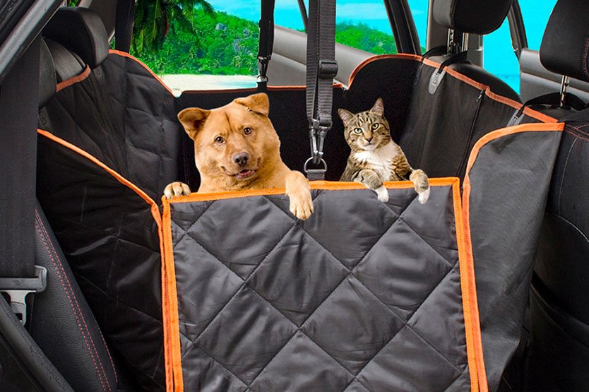 Кошка в машине: как безопасно перевезти животное