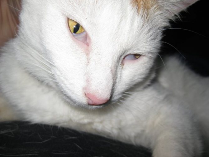 Бельмо у кошки на глазу