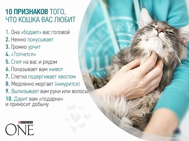 5 признаков того, что вашей кошке скучно — сайт эксперта по животным — howmeow