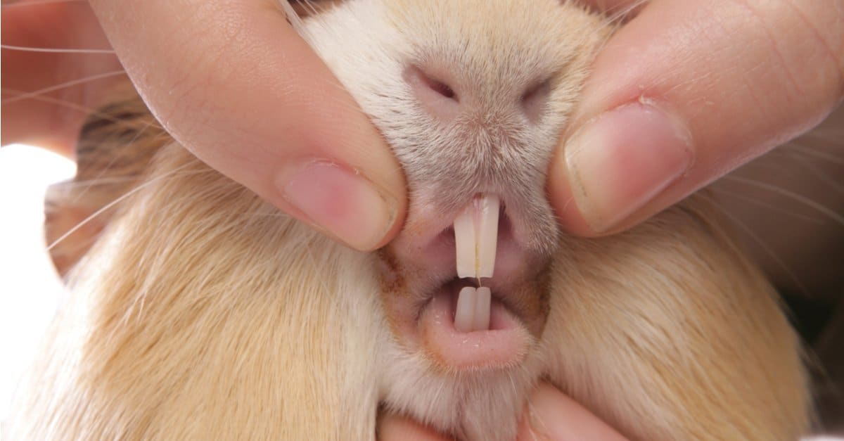 Болезни зубов и подрезание зубов у морских свинок