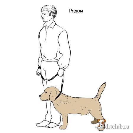 Как приучить собаку ходить рядом: на поводке и без поводка, нюансы исполнения и разучивания команды «рядом»