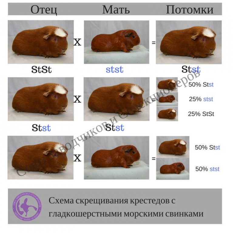 Продолжительность жизни морских свинок