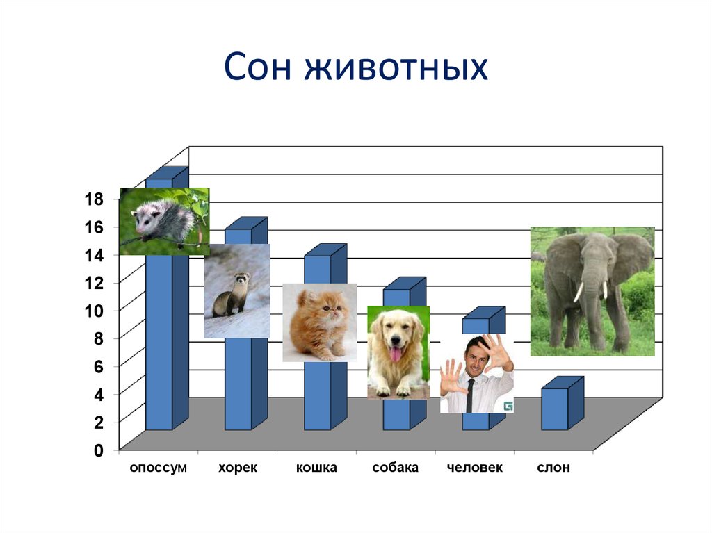 Сколько спят собаки в сутки: стадии сна, возраст и режим дня питомца