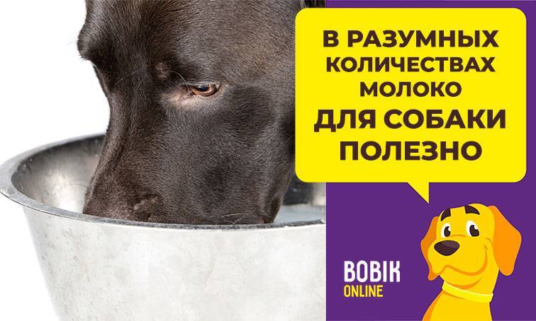Можно ли давать собаке молоко, и в каком виде? - kupipet.ru