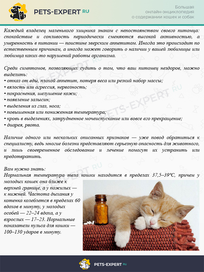 Как лечить насморк у кота в домашних условиях