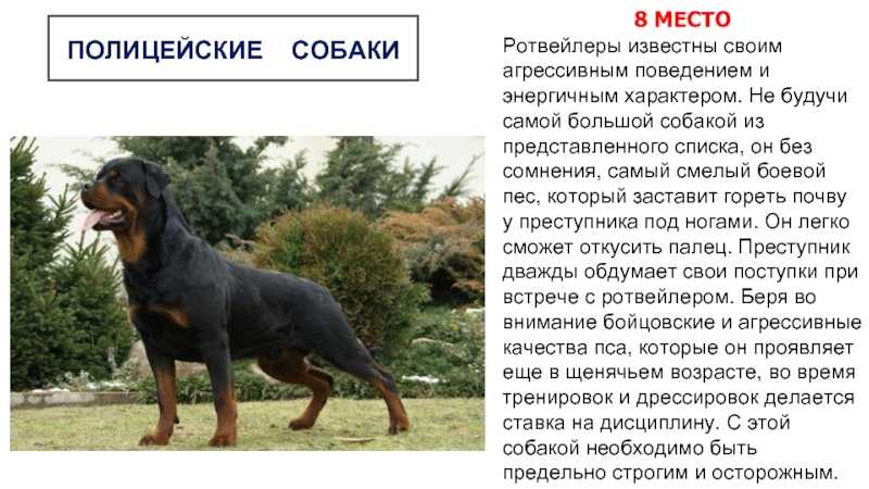 Ротвейлер: отзывы владельцев, описание породы, особенности содержания, плюсы и минусы, отношение к детям и домашним животным