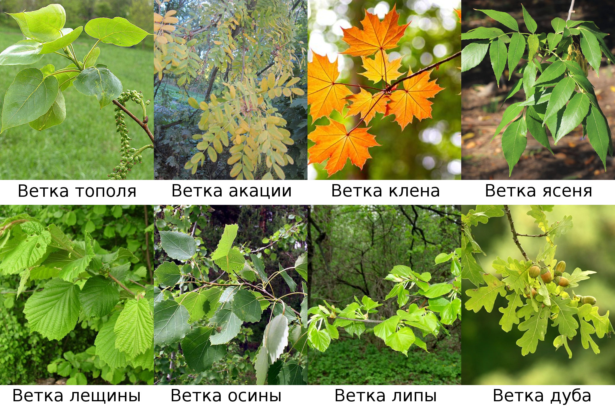 Какие ветки деревьев можно давать кроликам: веточный корм