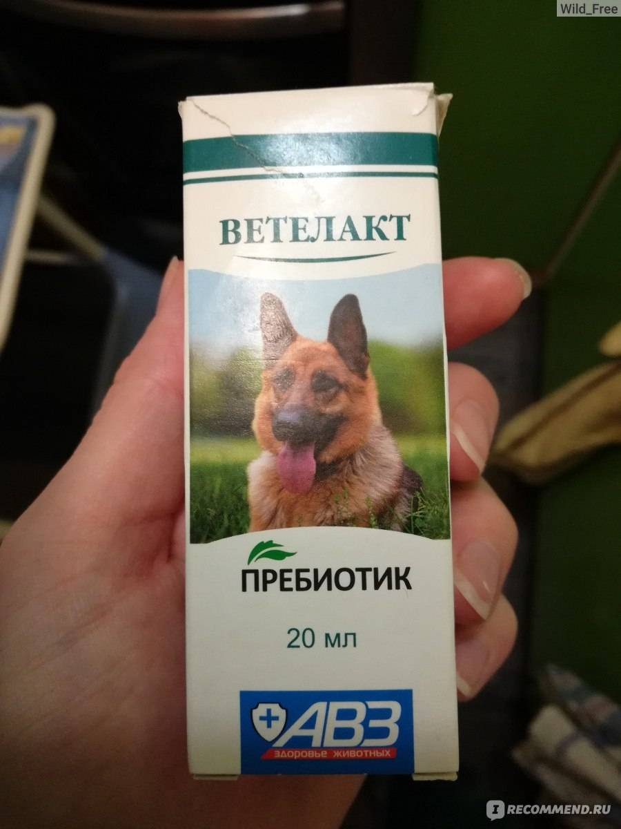 Что дать котенку от запора