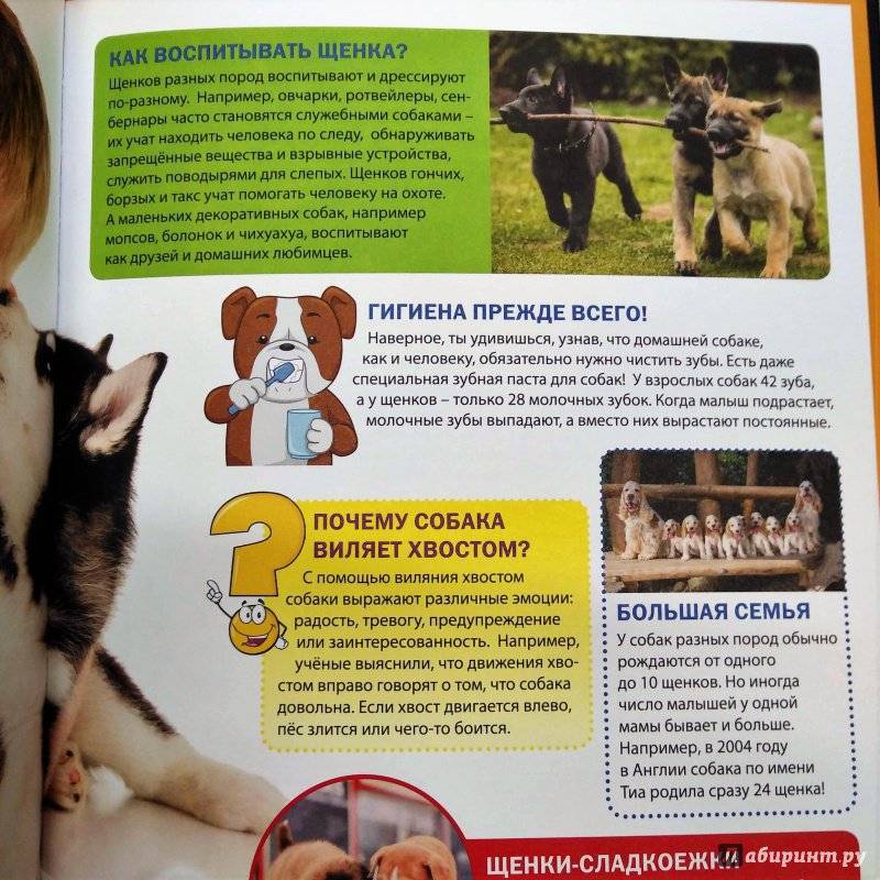 Как дрессировать собаку в домашних условиях, научить командам правильно: взрослую, дворнягу